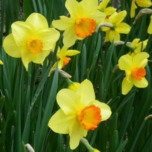 Daffodil Red Devon