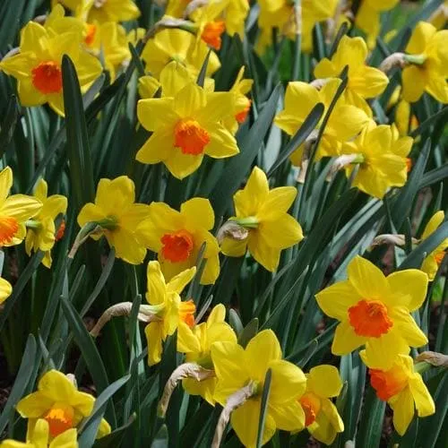 Daffodil Red Devon