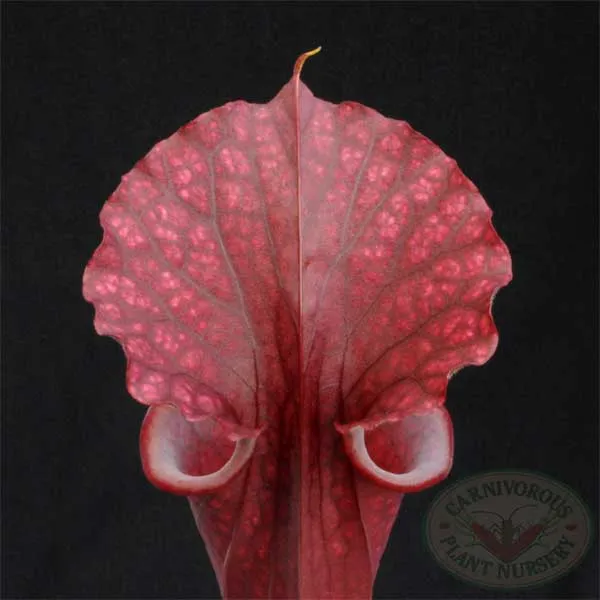Sarracenia x Red Sumatra